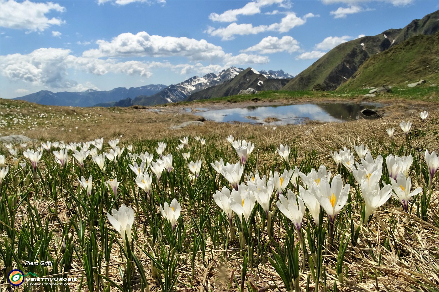 52 Crocus,  pozza d'acqua con bella vista..JPG